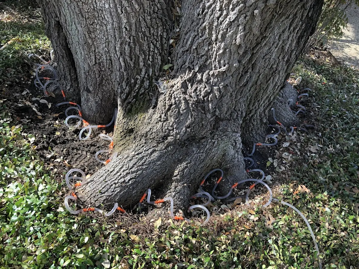 Detailed Tree Cabling and Bracing job site in East Machias