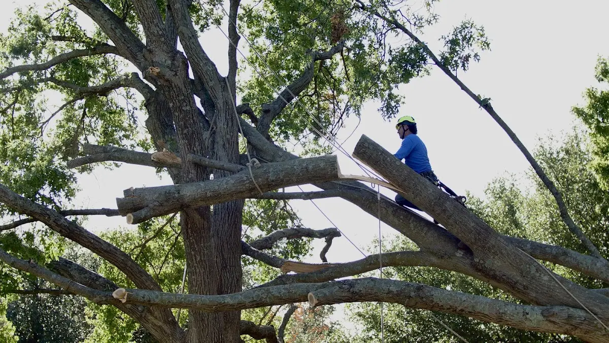 Professional Hazardous Tree Removal performed by certified arborists in East Machias